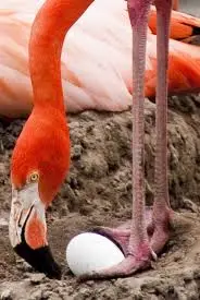 Remit2Home Blog - Philippines - Remit2Home Trivia - Flamingos - Send money to philippines via remit2home